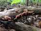Júdásfülgomba (Auricularia auricula-judae), Budai-hegység